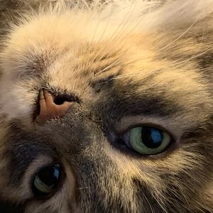 Meet your Posher, Paige